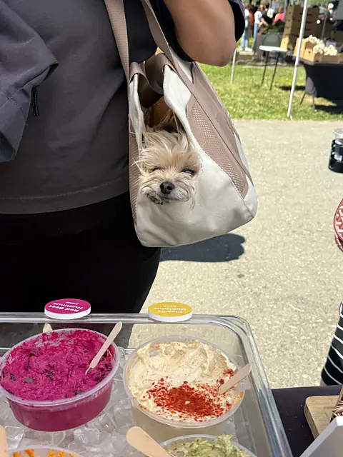 A small dog riding in a tote bag next to the sample tray