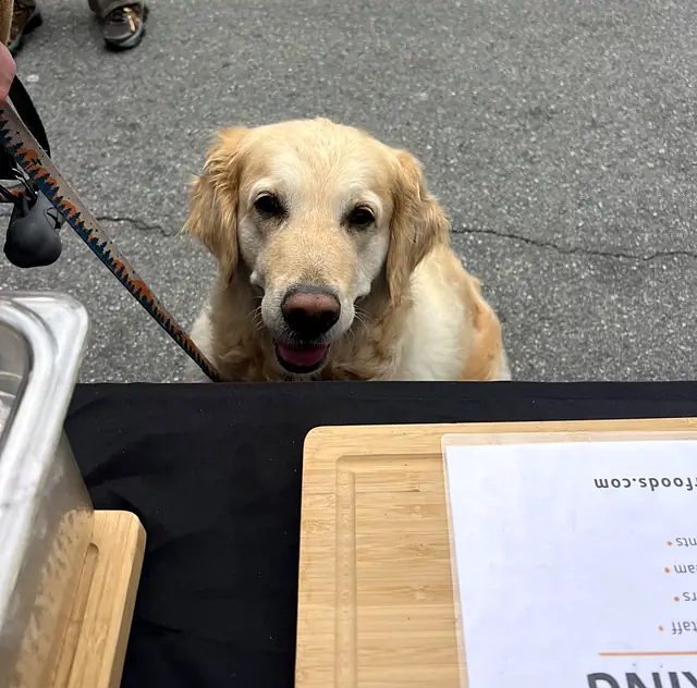 A golden retriever waiting patiently in front of the Obour table