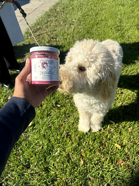A fluffy white dog sniffing a jar of Obour Red Beet hummus